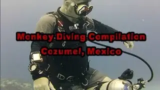 Monkey Diving Cozumel Compilation