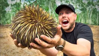 INCONTRA ECHIDNA! IN PERICOLO: l'animale più appuntito d'Australia | Brave Wilderness Italiano