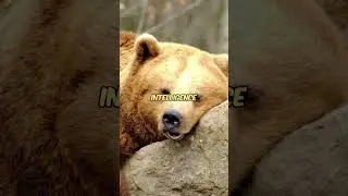 Bear vs Gorilla 🐻🦍 &ndash; Strength vs Strategy | Ultimate Jungle Showdown!