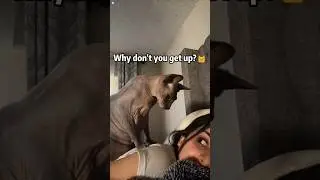Funny Cats Waking Up Their Owners 😹 | Hilarious Morning Mischief Compilation
