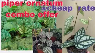 piper ornatum creeper  combo offer @very cheap rate