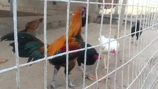 peru cross chicks available in Raichur city Karnataka