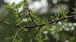 Relaxing Piano Music, Meditation Music