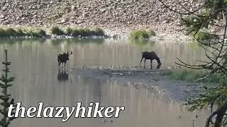 Trap Park Hike - Long Draw Road - Colorado - Moose galore!