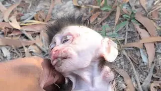 Million Pity Poor BAby Monkey......#reel#cute #animals #lovely#newbornbabymonkey#monkey