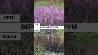 Лучшие растения для природного сада на все сезоны, список - в описании 👇