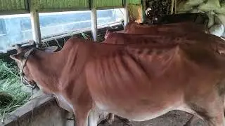 কত সুন্দর দেশি জাতের গরু