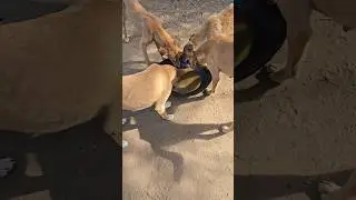 feeding our dogs in the bush #reels #shorts #video