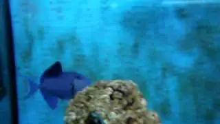 Meeresaquaristik24 Odonus niger