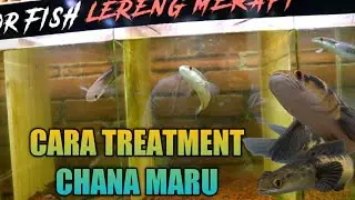 CATAT!! CARA MEMELIHARA CHANA MARU DARI UKURAN BABY SAMPAI BERMUTASI WARNA