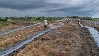HOW FARMERS USE MODERN METHODS TO WATER WATERMELON SEEDLINGS - Agriculture Farming