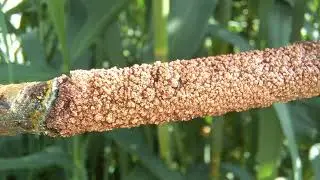 Recovering Copper From Refining Waste Solutions