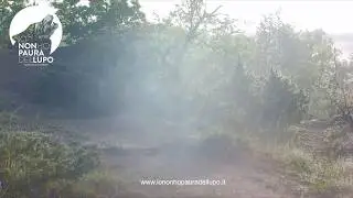 Predazione su piccolo di capriolo