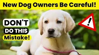 Some Common Mistakes That Every Dog Owners Do | Stop Doing This !
