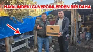 Kenan Abi Hediye Güvercin Verdi Başka Bir Çifti Yerinden Etti
