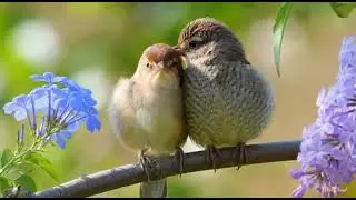🌸🐦🐞 Sweet Nature Sounds & Relaxing Music | Birds & Insects Ambience🌸🐦🐞