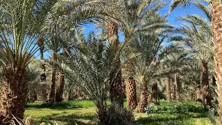 Atlas Studios, Taourirt Kasbah, Agdz, Wadi Draa | Morocco 