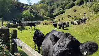 cows at Velvet Bottom Nature Reserve near Cheddar