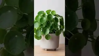 Chinese Money Plant Care (Pilea  Peperomioides) 🌿 Easy Tips That Work #garden #gardening #plants
