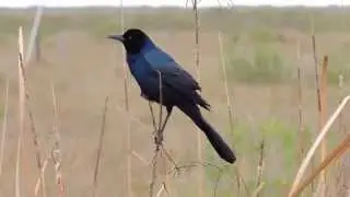 Boat-tailed Grackle ( Quiscalus major) (Nominate Subspecies) Calling Singing Chatter and Chuck