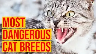 10 самых опасных пород кошек в мире
