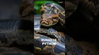 5 Powerful Constrictors: Masters of Strength Over Venom