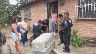 Rescatan a ocho cachorros y a sus padres en condiciones deplorables