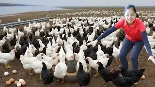 Harvesting Chicken from the Garden To Sell At The Market | Recipe Fried Chicken | Hanna Daily Life