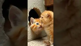 Pussycat&rsquo;s Magical Dream! ✨ | Pixar-Style Cat Adventure
