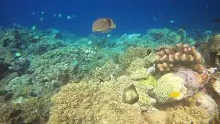 Coral Triangle Papua New Guinea best coral in the world 🌍