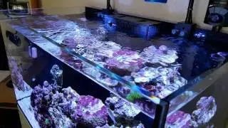 Red sea REEFER 250. week 5 update. Part 1.
