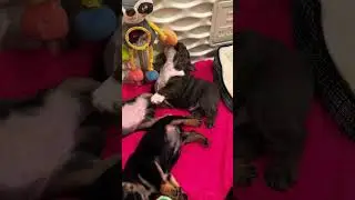 #englishbulldog #puppies #fyp #forsale #breeding #dog #babies pick one #sleepy #playful #happy #up