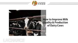 Improve dairy cows milk production | How to improve milk production of dairy cows?