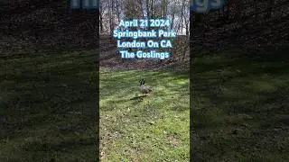 🇨🇦 The goslings in Springbank Park #londonontario #vlog #加拿大留学 #hiking #nature