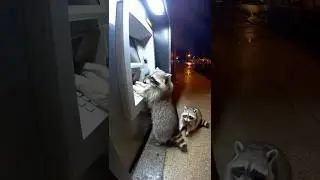 He Found the Secret Snack PIN 😂💳 #Raccoons #ATM #SnackHeist