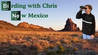 Birding in New Mexico