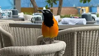 ST Regis - Aruba - Hotel Review #luxuryhotel #luxurytravel
