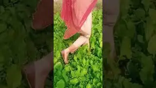 #punjabi #villagevlogs #villagelifestyle #villagepakistan
