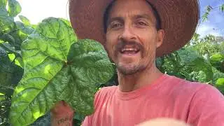 Increase planet and human health....Edible Hibiscus or Lau Pele and it’s importance