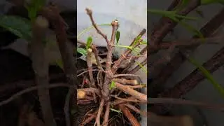 Red Mandevilla plant breaking winter dormancy