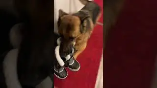 Happy German Shepherd Welcomes His Human Home