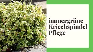 Immergr&uuml;ne Kriechspindel Pflegen - So geht's richtig
