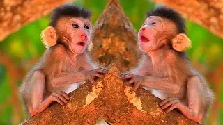 Super lovely!!! Baby monkey trying to walk on high tree, Adorable Wildlife