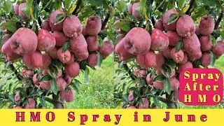 HMO Spray in June | Apple spray schedule | Himalayan farming | live update