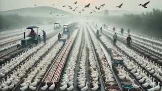 Secrets to Raising Large-Scale Egg-Laying Ducks During Flood Season &ndash; Boost Income, High Efficiency