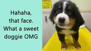This Twitter Account Rates People's Dogs, and the Results Are Hilarious (40 Pics)
