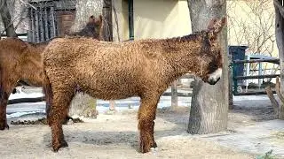 Poitou-Esel (Equus africanus f. asinus) Tiergarten Zoo Sch&ouml;nbrunn &ndash; Donkey &ndash; Esel Superzoom fz82/83
