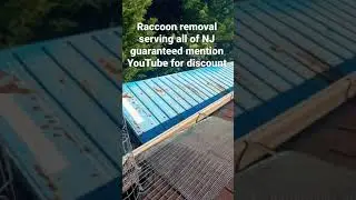 South Plainfield NJ Raccoon 🦝 Removal call now 973 830 7729 #rick #animalcontrol #pest #emergency