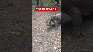 TOP PREDATOR in the world #indonesia #komodoisland #travel #komodotrip #beach #sailing #pulaukomodo