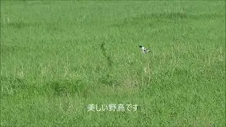 マダラチュウヒ